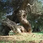 Perla Del Salento 农家乐 *
