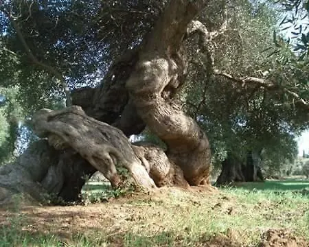 Perla Del Salento Çiftlik konaklama *